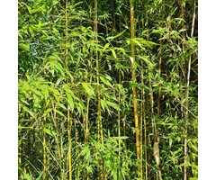 Gouden bamboe - Phyllostachys aurea