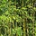 Gouden bamboe - Phyllostachys aurea