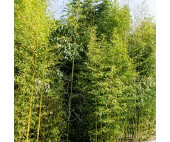 Bamboe - Phyllostachys aureosulcata 'Aureocaulis'