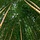 Bamboe - Phyllostachys aureosulcata 'Spectabilis'