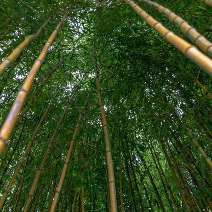 Bamboe - Phyllostachys aureosulcata 'Spectabilis'