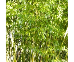 Haag bamboe - Phyllostachys bissetii