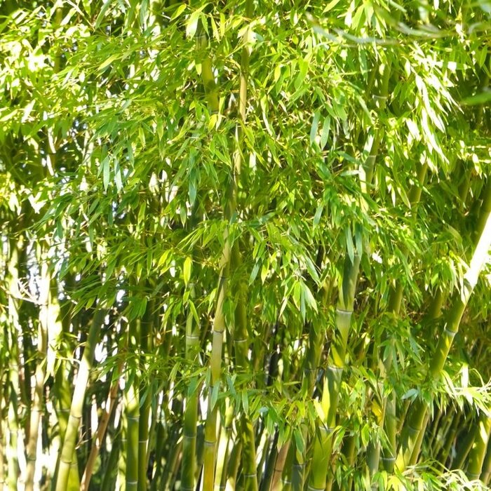 Haag bamboe - Phyllostachys bissetii