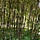 Zwarte bamboe - Phyllostachys nigra