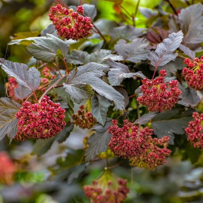 Sneeuwbalspirea (Physocarpus opulifolius 'Diable d'Or' )