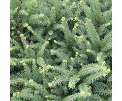 Spar - Picea glauca 'Alberta Globe'
