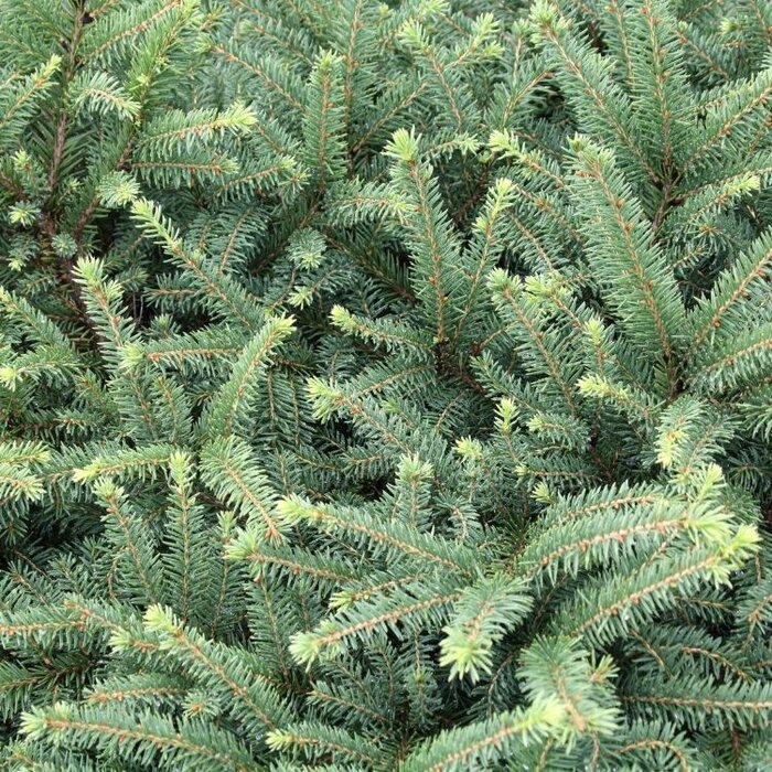 Spar - Picea glauca 'Alberta Globe'