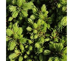 Spar - Picea glauca 'Echiniformis'