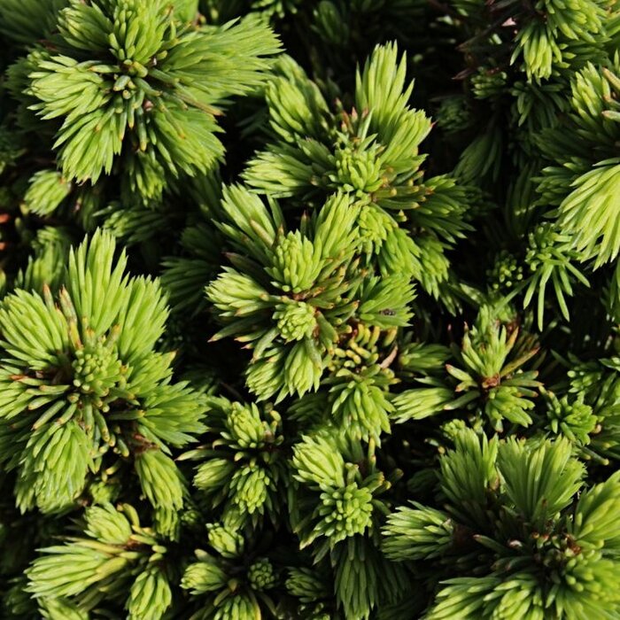 Spar - Picea glauca 'Echiniformis'