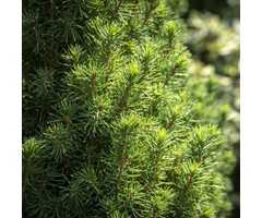 Picea glauca 'Zuckerhut' - Dwergspar