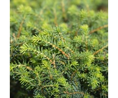 Picea omorika 'Karel' - Servische spar