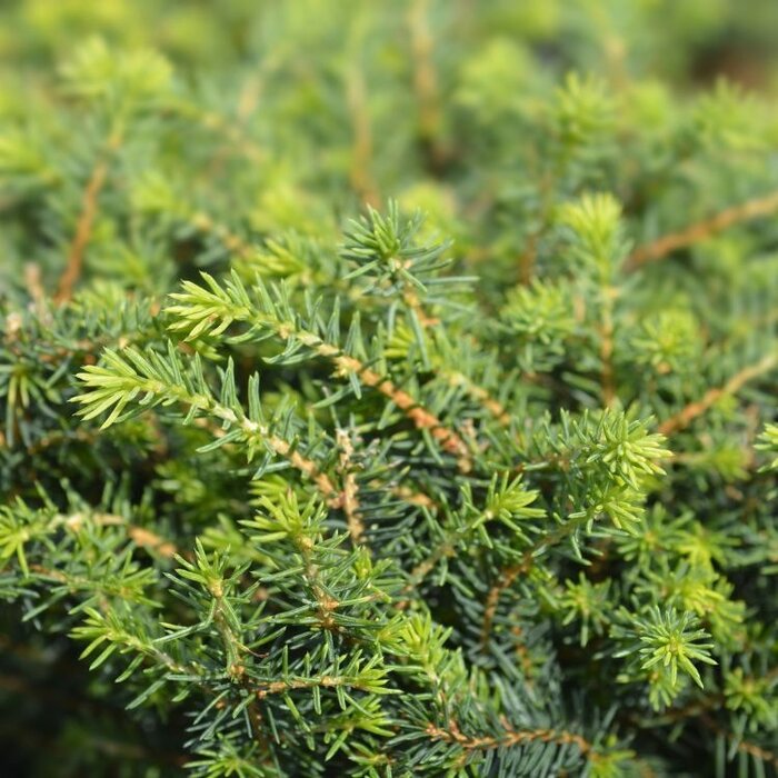 Servische Spar - Picea omorika 'Karel'