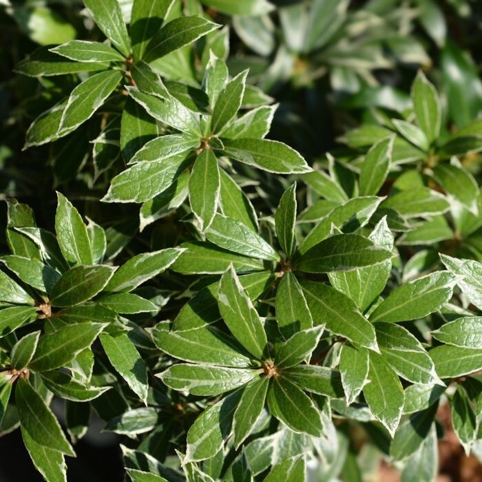 Rotsheide (Pieris japonica 'Little Heath')