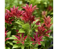 Rotsheide - Pieris japonica 'Mountain Fire'