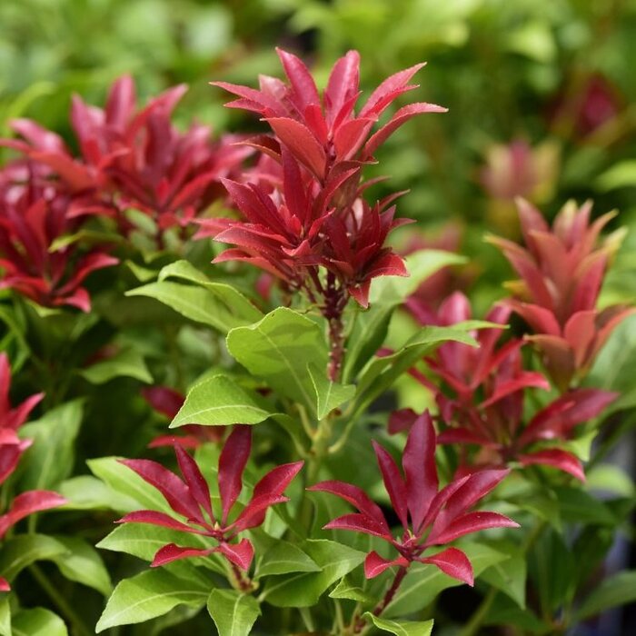 Rotsheide (Pieris japonica 'Mountain Fire')