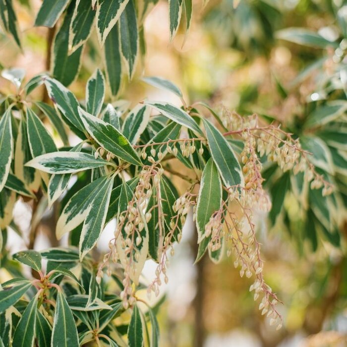 Rotsheide (Pieris japonica 'Variegata')