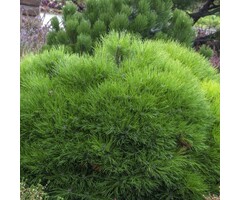 Dwergden - Pinus mugo 'Varella'