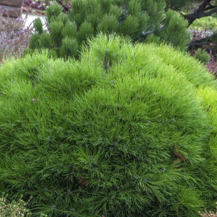 Dwergden - Pinus mugo 'Varella'