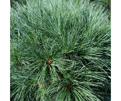Weymouthden - Pinus strobus 'Radiata'