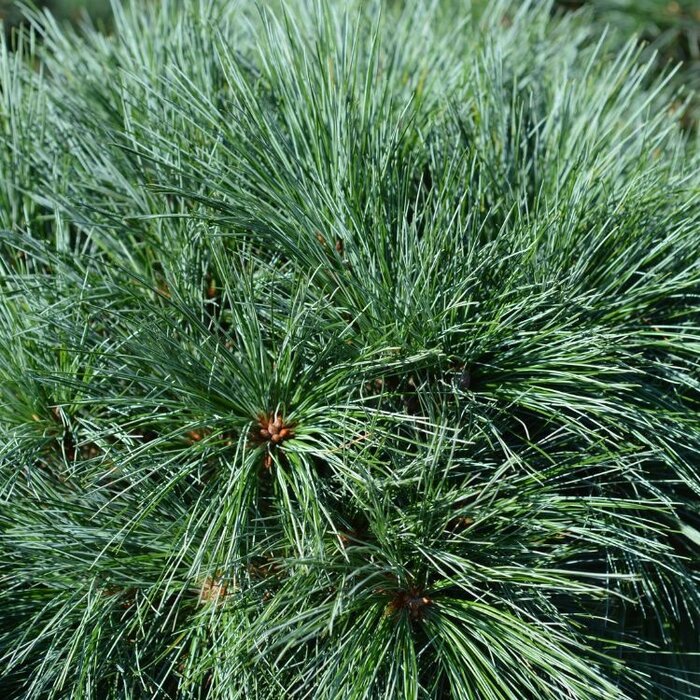 Weymouthden - Pinus strobus 'Radiata'