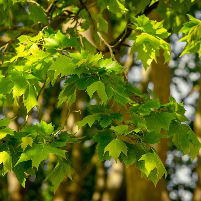 Bolplataan op stam - Platanus hispanica 'Alphen's Globe'