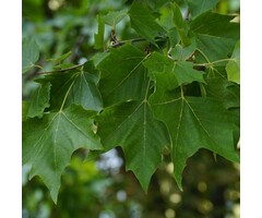 Meerstammige Bolplataan - Platanus hispanica 'Alphen's Globe' meerstammig