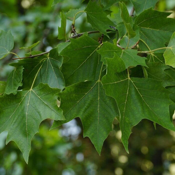 Bolplataan - Platanus hispanica 'Alphen's Globe' meerstammig