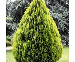 Dwergconifeer - Platycladus orientalis 'Aurea Nana'