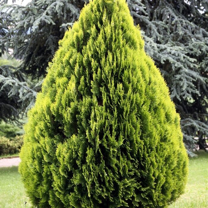 Dwergconifeer - Platycladus orientalis 'Aurea Nana'