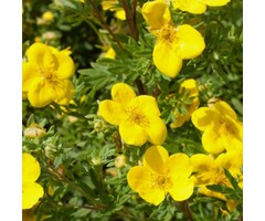 Potentilla fruticosa 'Elizabeth' - Ganzerik