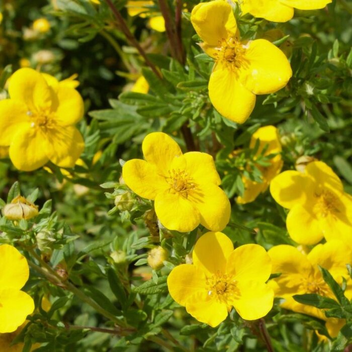 Ganzerik - Potentilla fruticosa 'Elizabeth'