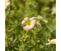 Potentilla fruticosa 'Bella Apple' - Ganzerik