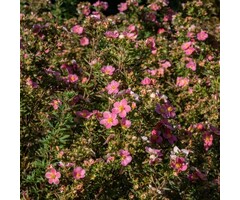 Potentilla fruticosa  'Bellissima' - Ganzerik