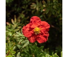 Potentilla fruticosa 'Marian Red Robin' - Ganzerik