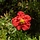 Ganzerik - Potentilla fruticosa 'Marian Red Robin'