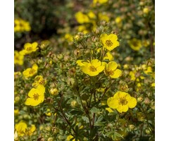 Ganzerik - Potentilla fruticosa 'Tangerine'