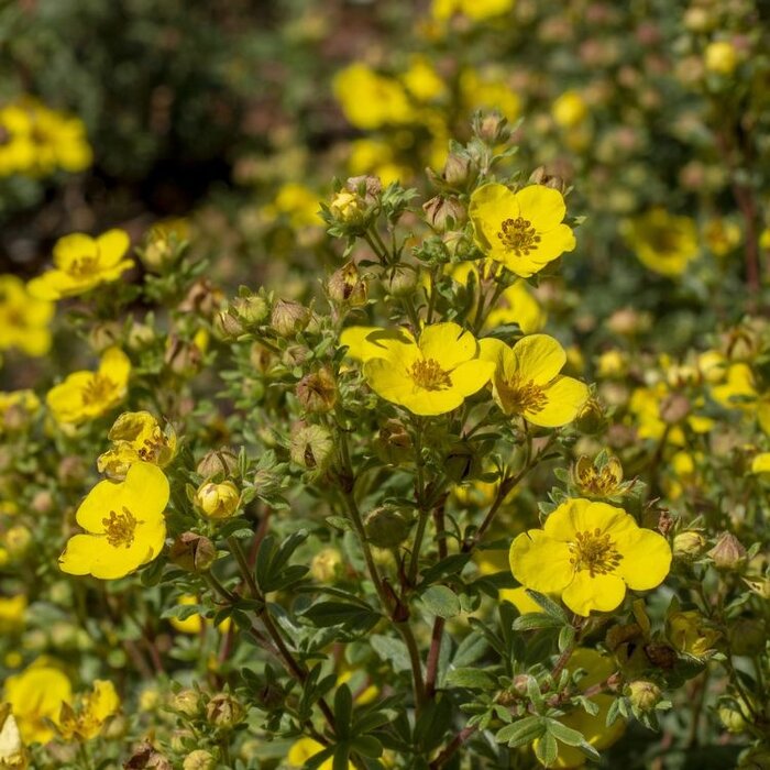 Ganzerik (Potentilla fruticosa 'Tangerine')