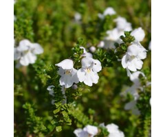 Muntstruik - Prostanthera cuneata