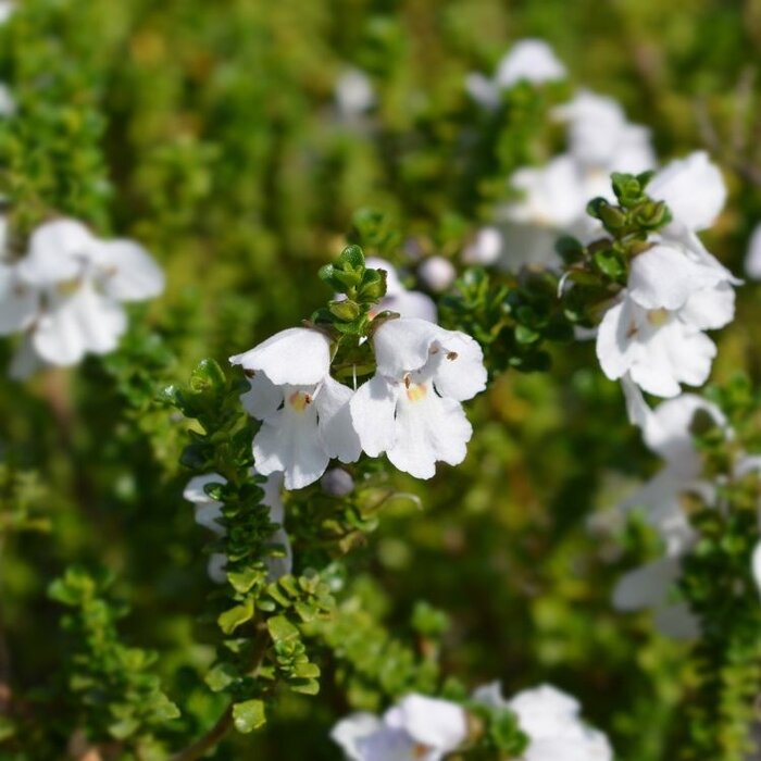Muntstruik (Prostanthera cuneata)