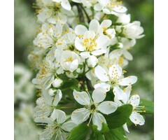 Sierkers op stam - Prunus eminens 'Umbraculifera'