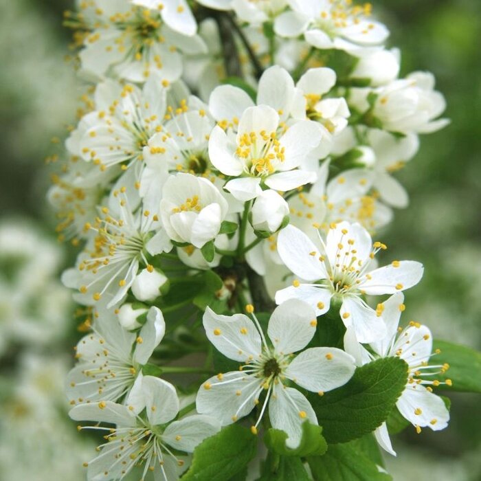 Sierkers op stam - Prunus eminens 'Umbraculifera'