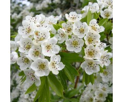 Sierkers - Prunus gondouinii 'Schnee'