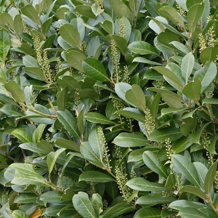 Laurier - Prunus laurocerasus 'Mount Vernon'