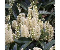 Laurier op stam - Prunus laurocerasus 'Mano'