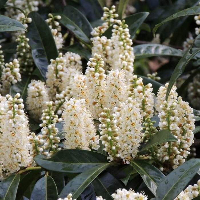 Laurier op stam - Prunus laurocerasus 'Mano'