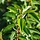 Portugese laurier - Prunus lusitanica 'Angustifolia'