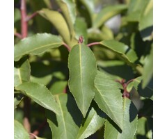Laurier boom - Prunus lusitanica 'Brenelia'