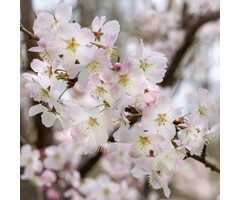Sierkers - Prunus 'Pandora'