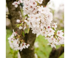 Meerstammige Sierkers - Prunus 'Pandora' meerstammig