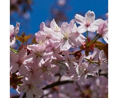 Meerstammige Japanse Sierkers - Prunus 'Spire' meerstammig